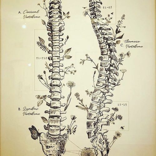 Spinal cord